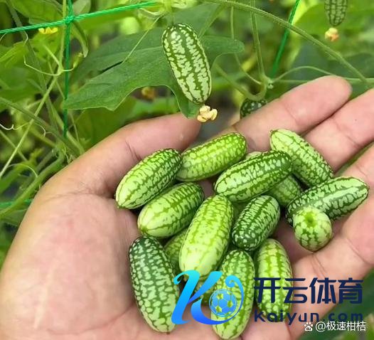 这几种“仙葩果”买了就后悔