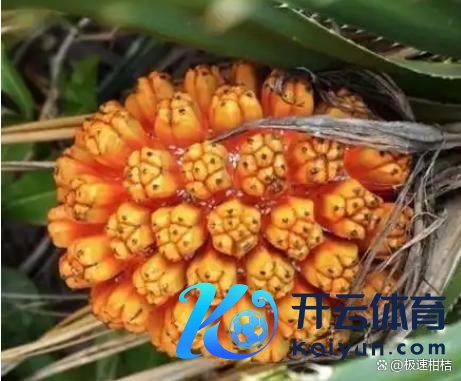 这几种“仙葩果”买了就后悔 尝鲜需严慎